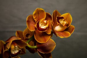 Oranje Cymbidium orchidee