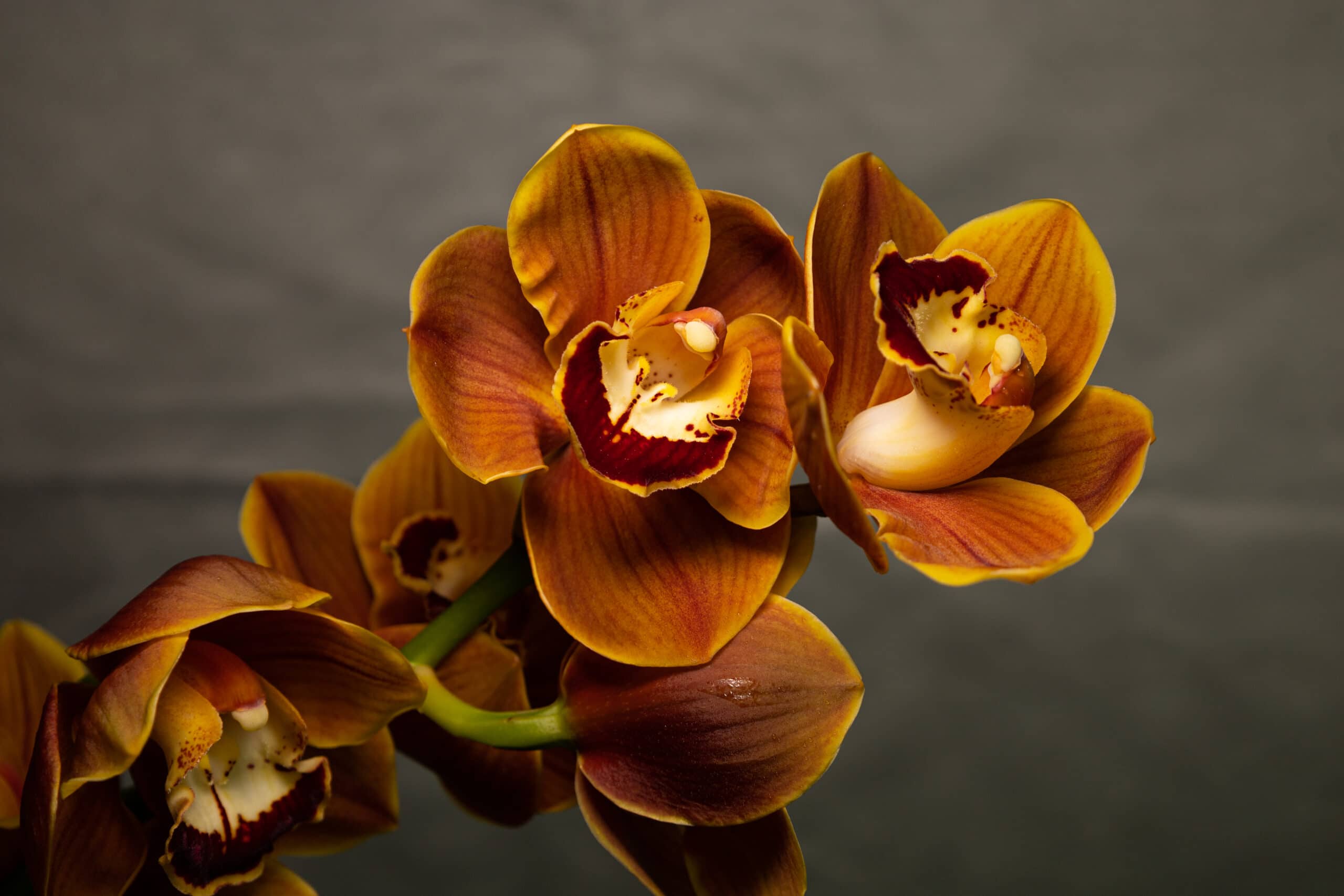 Oranje Cymbidium orchidee